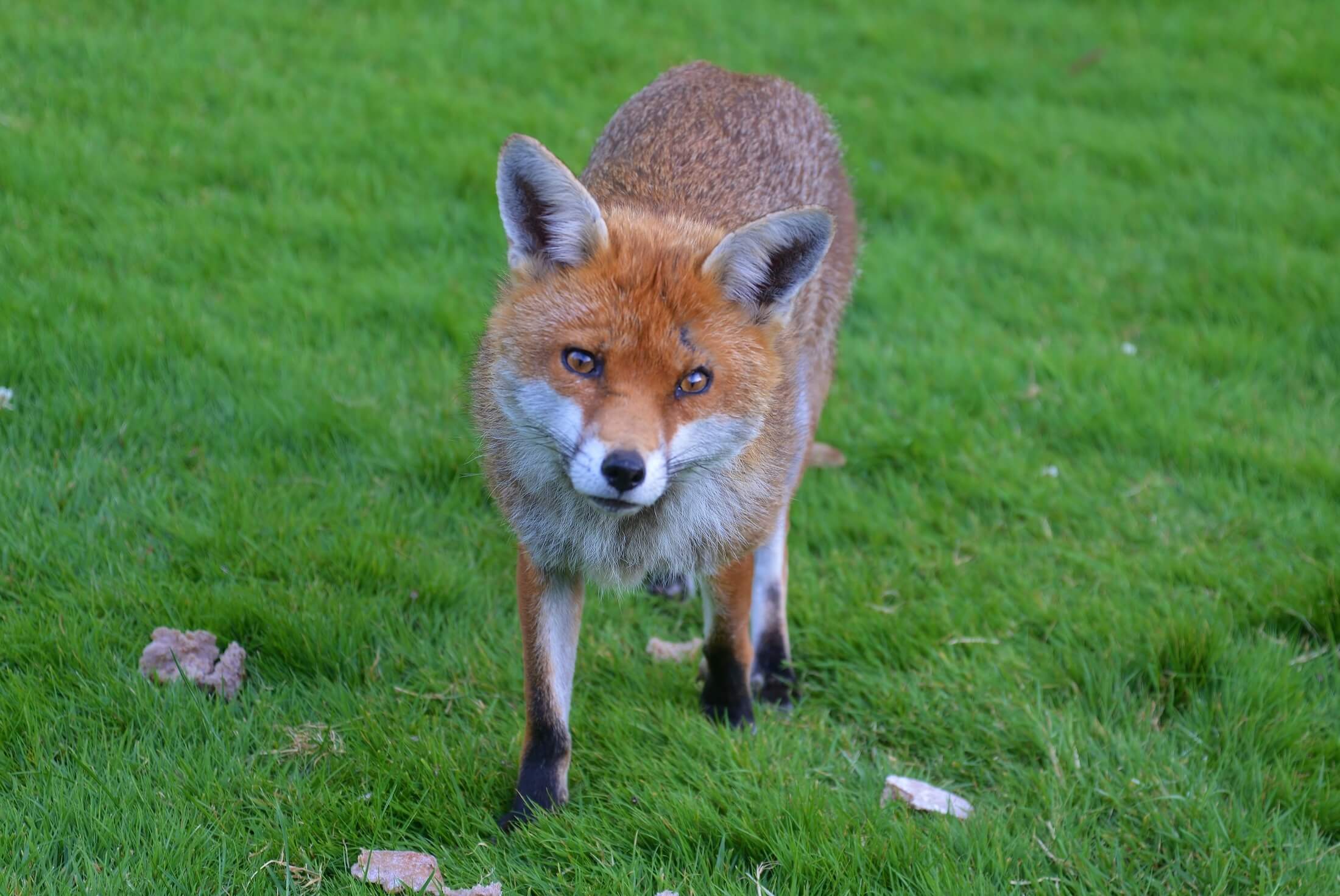 Bird Control Services and other Wildlife Services