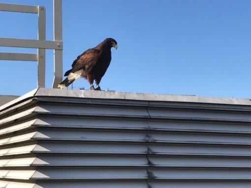 Bird 2