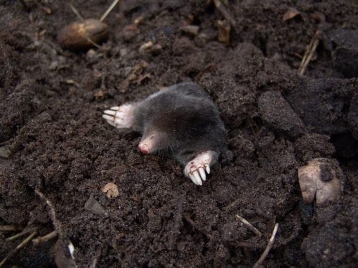 Mole 4